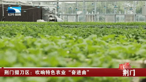 荊門掇刀區(qū) 吹響特色農(nóng)業(yè)奮進(jìn)曲，譜寫農(nóng)林牧漁新篇章