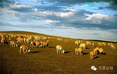 呼倫貝爾，不僅有最美的夏天，還有童話般的金秋——農林牧漁的豐盈畫卷