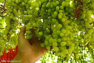 農(nóng)林牧漁行業(yè)2018年度策略報(bào)告 品種換代利好大型種企，生豬養(yǎng)殖有望繼續(xù)盈利