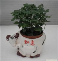 上海幸福樹植物租賃服務(wù) 價(jià)格、圖片與詳情一覽