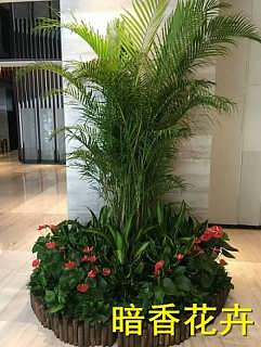 杭州綠化新風(fēng)尚 植物、花卉租賃引領(lǐng)環(huán)保與美觀生活