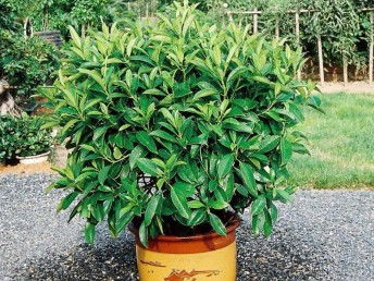 廣州鮮花綠植全周期服務 出租、銷售、租賃、出擺與專業養護一體化解決方案