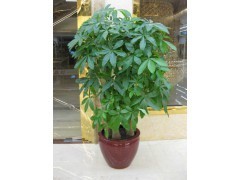 天河區蘿崗區租花買花 | 廣州植物租賃，您的辦公綠化專家