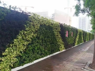 廣州成茂園林綠化 專業植物租賃與養護，打造綠色辦公空間